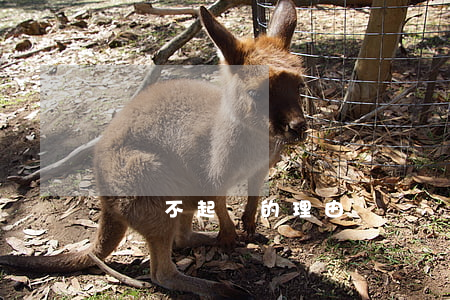 盜竊不起訴的理由(盜竊屬于自訴案件嗎)