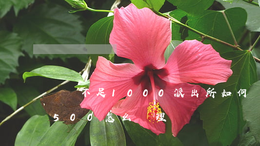 盜竊不足1000派出所如何處理(盜竊不足500 怎么處理)