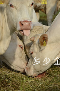 盜竊價(jià)值多少錢拘留15天(盜竊多少金額夠拘留)