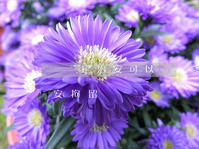 盜竊定治安可以賠償多少(盜竊2000元治安拘留嗎)