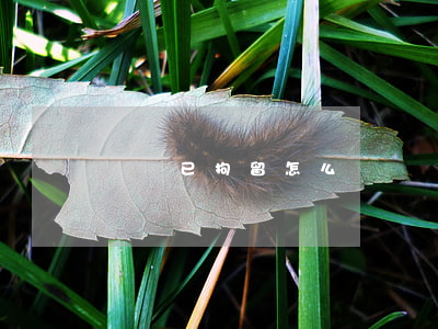 盜竊已拘留怎么賠償(盜竊多少可以拘留)