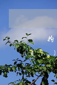 盜竊拘留請(qǐng)律師要多少費(fèi)用(盜竊多少錢可以刑事拘留)