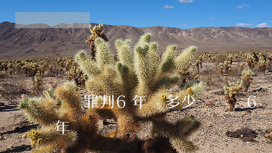 盜竊罪判6年罰多少錢(盜竊6萬元判刑多少年)