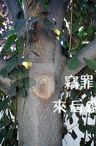 盜竊罪判刑后沒錢還怎么處理(盜竊罪坐牢出來后還要罰款嗎)