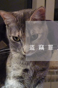 盜竊罪立案標準(廣東省盜竊罪立案標準)