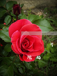 盜竊還可以個人起訴到法院嗎(被盜可以向法院起訴嗎)