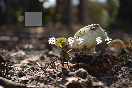 盜竊陪嘗多少錢(多少錢盜竊罪)
