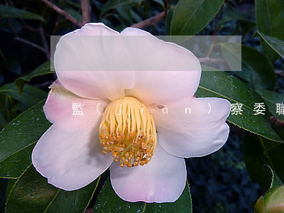 監(jiān)察委職務犯罪的認定