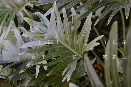 監(jiān)獄3年花唄逾期申訴(欠花唄五千三個多月會被告上法庭坐監(jiān)獄嗎?)
