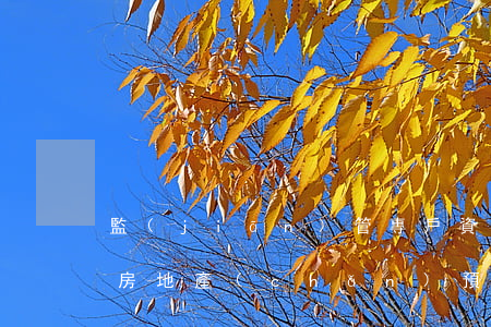 監(jiān)管專戶資金法院可以扣劃嗎(房地產(chǎn)預(yù)售資金監(jiān)管賬戶法院可以扣劃嗎)