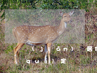 監(jiān)視居住的人應遵守什么規(guī)定