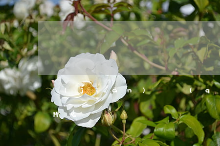 監(jiān)護權(quán)的概念是什么