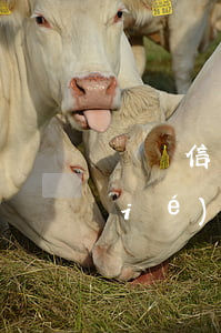 盤錦信用卡協(xié)商分期-想協(xié)商信用卡分期還款找什么地方協(xié)商