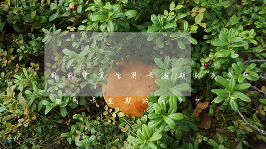 目前中国信用卡逾期的有多少人-目前中国信用卡逾期的有多少人员