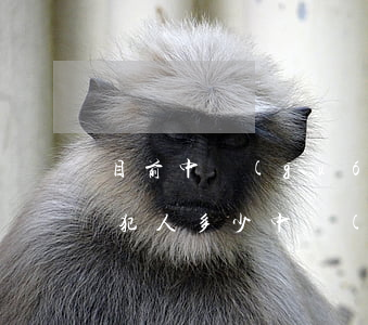 目前中國(guó)監(jiān)獄在押犯人多少(中國(guó)的監(jiān)獄有多少犯人)