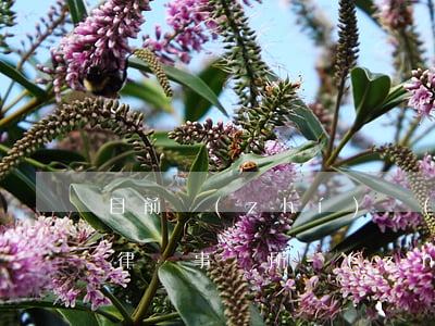 目前執(zhí)業(yè)律師有多少人(律師事務所執(zhí)業(yè)范圍)