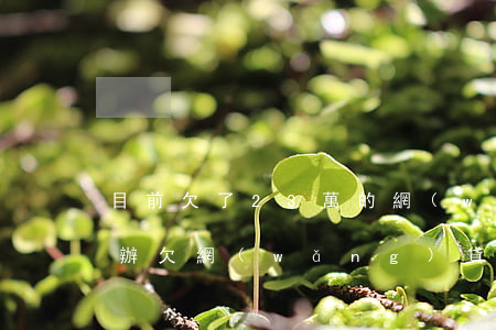 目前欠了23萬的網(wǎng)貸該怎么辦(欠網(wǎng)貸24萬,我該怎么辦)
