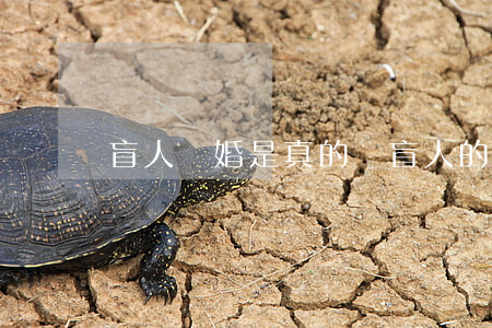 盲人離婚是真的嗎(盲人的生活是怎么樣的)