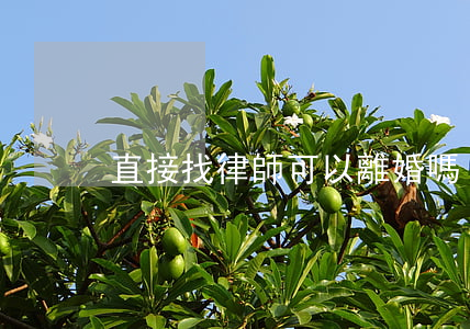 直接找律師可以離婚嗎