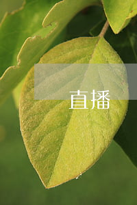 直播帶貨是買賣合同還是委托合同？