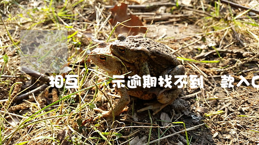 相互寶顯示逾期找不到還款入口-
