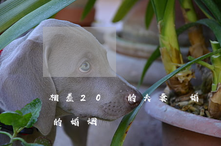 相差20歲的夫妻離婚(專家解讀相差20歲的婚姻)