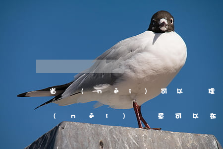 省內(nèi)可以處理交通違法嗎(在省內(nèi)違章可以在省內(nèi)處理嗎)