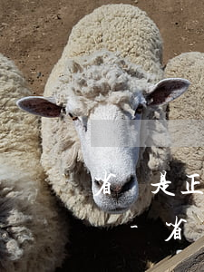 省唄是正規(guī)的貨款嗎逾期了怎么辦-省唄是正規(guī)的貨款嗎逾期了怎么辦呢
