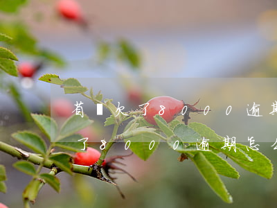 省唄欠了8000逾期怎么算利息-省唄欠了8000逾期怎么算利息呢