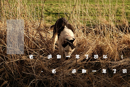 省唄逾期一年了可以協(xié)商還本金嗎-省唄逾期一年了可以協(xié)商還本金嗎