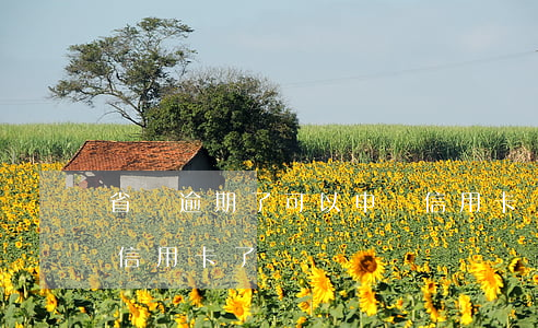 省唄逾期了可以申請信用卡嗎-省唄不能還信用卡了