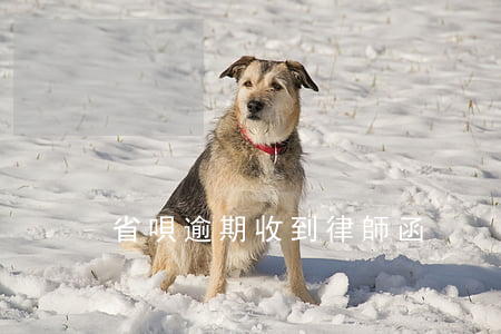 省唄逾期收到律師函