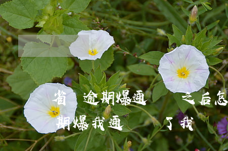 省唄逾期爆通訊錄之后怎么處理的-省唄逾期爆我通訊錄了我還應(yīng)該還嗎?