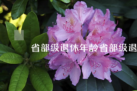 省部级退休年龄(省部级退休年龄是多大 女)