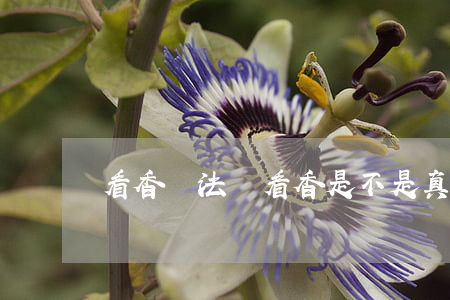 看香違法嗎(看香是不是真的)