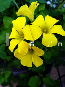 看黃片直播 看黃片直播