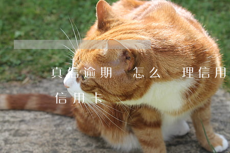 真信逾期過怎么辦理信用卡(逾期嚴重能辦到信用卡嗎)