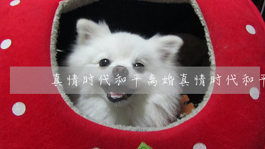 真情时代和平离婚(真情时代和平离婚)