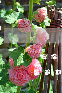 眾安保險(xiǎn)逾期辦信用卡(眾安金融逾期)