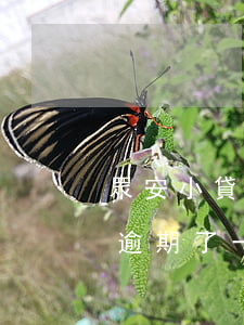 眾安小貸逾期了一天有什么后果-眾安小貸逾期了一天有什么后果嗎