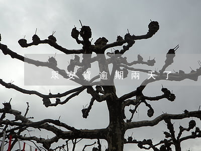 眾安貸逾期兩天了