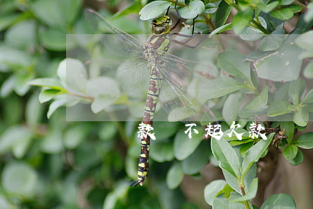 眾籌貸款還不起(欠款眾籌)
