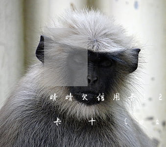 睛晴欠信用卡120萬(wàn)-欠信用卡幾十萬(wàn)