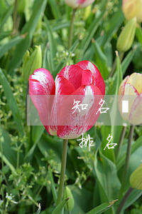 知名債務(wù)律師（債務(wù)人律師排名）