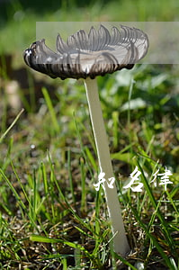 知名律師收費一般多少(律師有收費標準嗎)