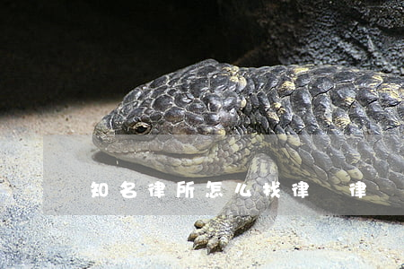 知名律所怎么找律師(律師所律師靠譜嗎)