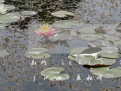 知灼財(cái)務(wù)詐騙案件進(jìn)展如何