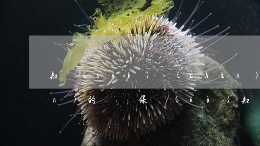 知識(shí)產(chǎn)權(quán)的國際保護(hù)(知識(shí)產(chǎn)權(quán)的國際保護(hù)課件)
