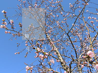 知識產(chǎn)權(quán)維權(quán)難？知識產(chǎn)權(quán)糾紛人民調(diào)解委員會有“良方”