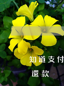 知道支付寶賬號想起訴(知道支付寶賬號起訴還款)
